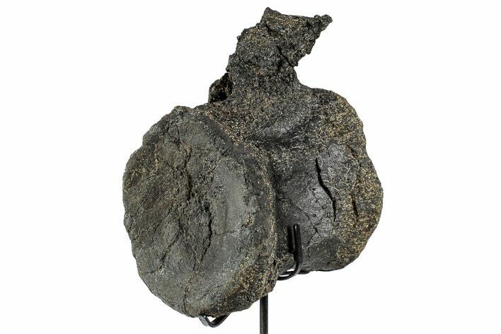 Fossil Theropod Dinosaur (Allosaurus) Vertebra - Wyoming #357042